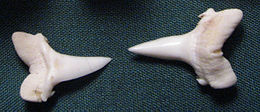 Dois dentes de tubarão em forma de ponta de flecha