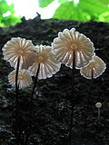 Miniatura para Marasmius rotula