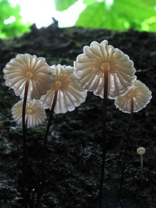 Marasmius rotula Marasmius rotula 46829.jpg