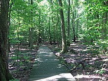 Un paseo marítimo a través de bosques llanos y verdes.