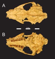 Masrasector cranium2 Borths et al 2017.tif