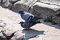 * Nomination Mating Pigeon. --Nirmal Dulal 07:27, 10 March 2019 (UTC) * Decline  Oppose Not really sharp, sorry --Podzemnik 08:14, 10 March 2019 (UTC)