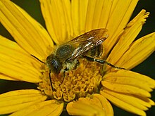 Megachilidae - Osmia latreillei.-2.JPG