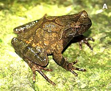 Megophrys lini samec holotype.jpg