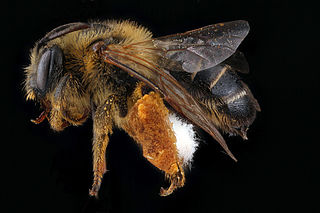 <i>Melitta eickworti</i> Species of bee