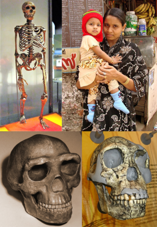 <i>Homo</i> Genus of hominins that includes humans and their closest extinct relatives