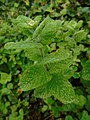 Mentha suaveolens Mentraste