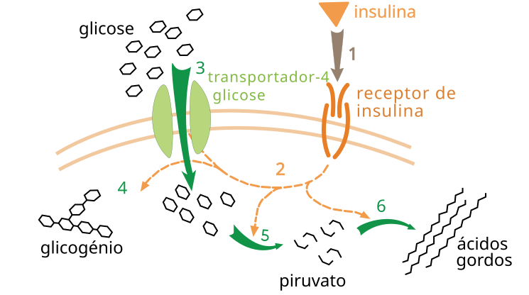 File:Metabolismo insulina glicose.svg