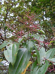 Miconia minutiflora, brasa-apagada - Flickr - Tarciso Leao (8).jpg