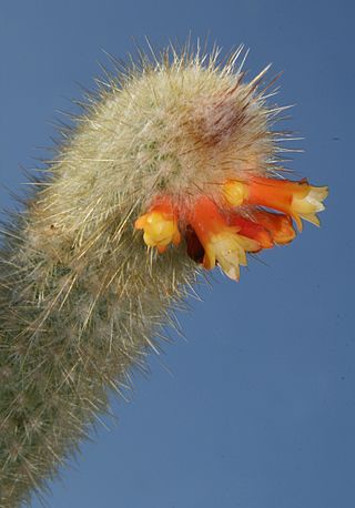 <i>Micranthocereus flaviflorus</i> Species of cactus