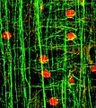 Protein_filament