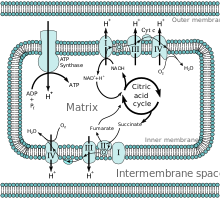 Mitochondrial electron transport chain—Etc4.svg