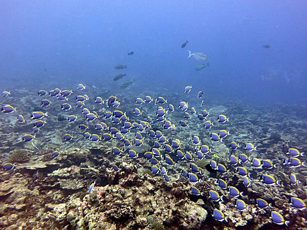 Mixed feeding shoal of herbivorous fish on a coral reef