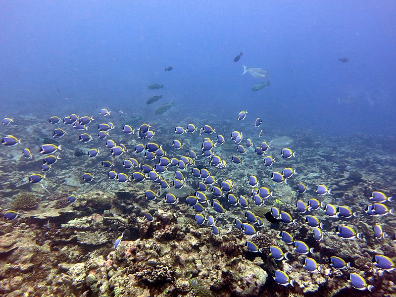 File:Mixed feeding shoal herbivorous fish.jpg