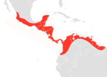 Molossus sinaloae map.png 