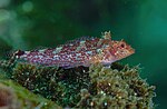 Thumbnail for Black-faced blenny