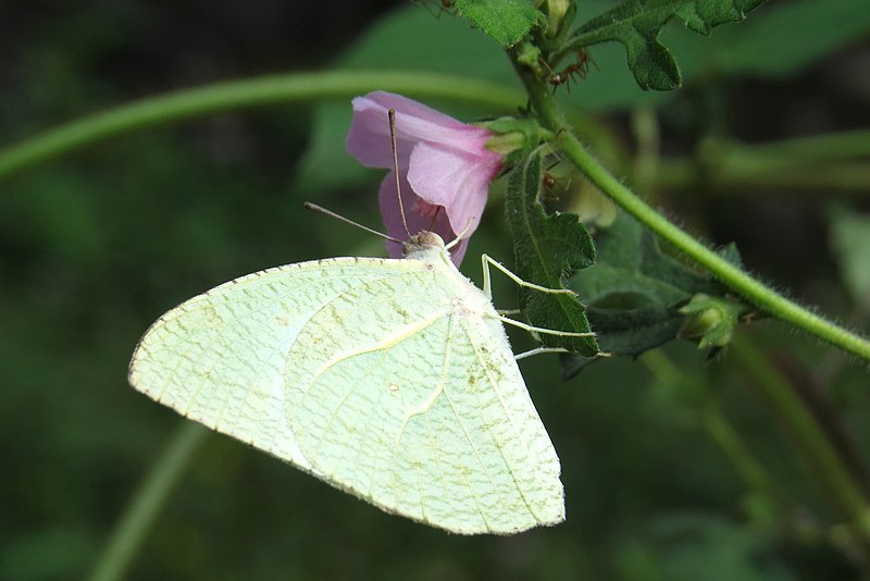 File:Mottled Emigrant Catopsilia pyranthe.JPG