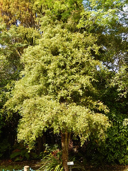 File:Moturau Moana Native Gardens Thin Bark Totara.jpg