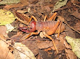 Motuweta isolata