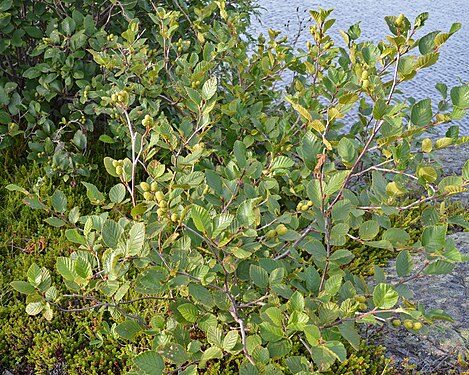 Mountain Alder (Alnus alnobetula crispa)