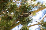 Thumbnail for File:Mountain chickadee (48114612152).jpg