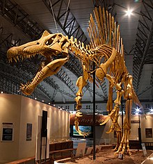 Mounted Spinosaurus.jpg