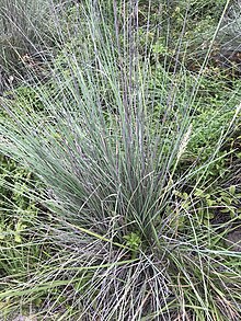 Muhlenbergia lindheimeri.jpg