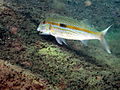 Mulloidichthys flavolineatus02.JPG