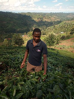 Tea farming in Muranga County. Muranga county.jpg