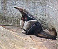 Tamanduá-Bandeira: Etimologia, Taxonomia e evolução, Distribuição geográfica e habitat