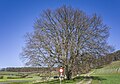 * Nomination Natural monument "Lime tree near Unterhaid" --Plozessor 03:52, 6 April 2024 (UTC) * Promotion  Support Good quality.--Agnes Monkelbaan 04:08, 6 April 2024 (UTC)