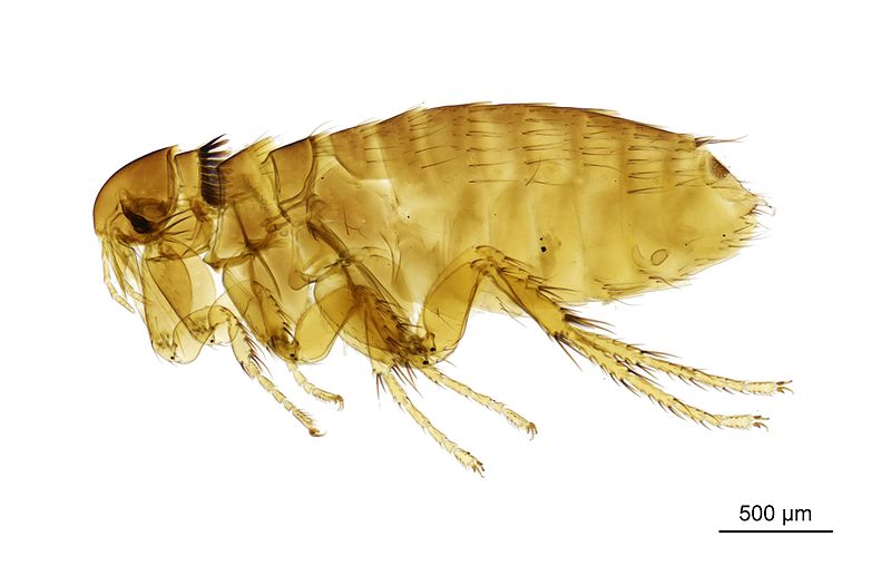 File:NHMUK010177296 A squirrel flea - Ceratophyllus Monopsyllus sciurorum (Schrank, 1803).jpg