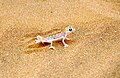 Deutsch: Namibgeckos English: Namib sand geckos