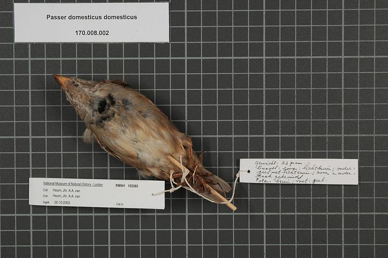 File:Naturalis Biodiversity Center - RMNH.AVES.103383 - Passer domesticus domesticus (Linnaeus, 1758) - Ploceidae - bird skin specimen.jpeg