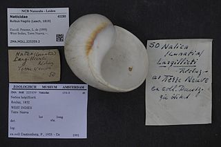 <i>Bulbus</i> (gastropod) Genus of gastropods