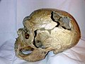 October 30: The Neanderthal skull La Chapelle-aux-Saints 1.