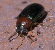 Neomida bicornis P1380455a.jpg