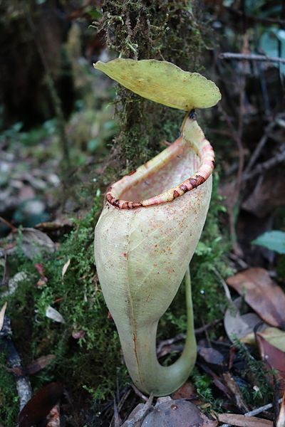 Image: Nepenthes carunculata upper pitcher