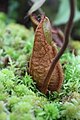 Nepenthes hamata jembut tebal pitcher.jpg