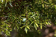 New leaves and a berry on a juniper at Myrstigen