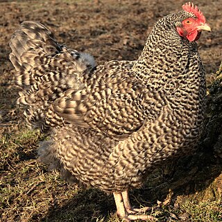 North Holland Blue Dutch breed of chicken