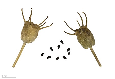 ไฟล์:Nigella_sativa_MHNT.BOT.2015.34.22.jpg