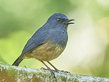 Nilgiri Blue Robin at Coonoor.jpg