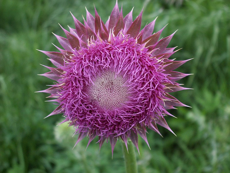 File:Nodding thistle.jpg