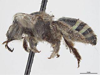 <i>Nomia lyonsiae</i> Species of bee