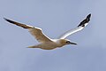 * Nomination A northern gannet (Morus bassanus) in flight. --Alexis Lours 08:23, 8 November 2023 (UTC) * Promotion  Support Good quality. --Poco a poco 19:13, 8 November 2023 (UTC)