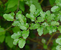 Nothofagus antarctica, Chile and Argentina