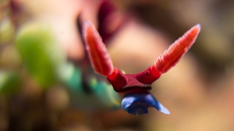 File:Nudibranch Nembrotha Chamberlaini (227479729).jpeg