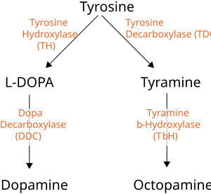 Octopamine