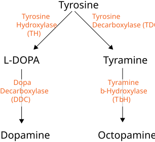 File:OA Synthesis.svg